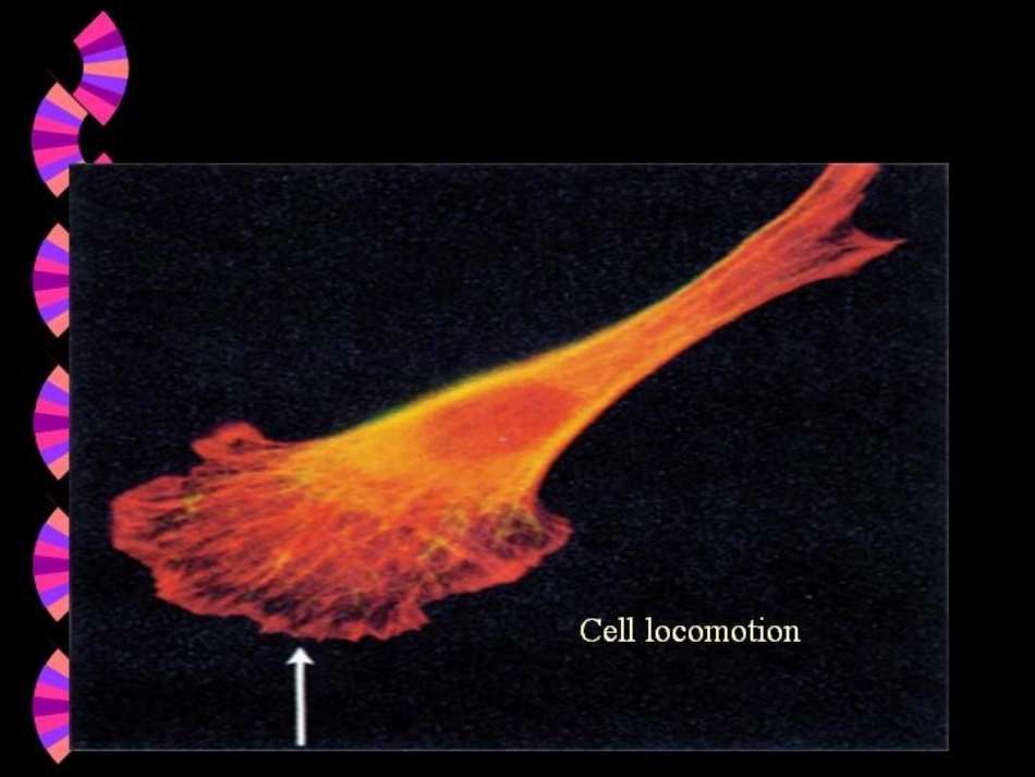 进化生物学2章细胞的起源和演化_第2页