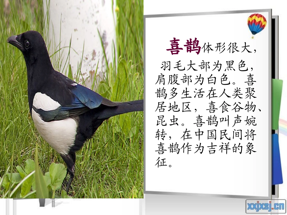 长春版一年级下册第五板块鸟的乐园尹红岩_第3页