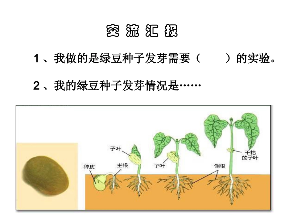 五年级上学期科学第2课《种子发芽实验(二)_第2页