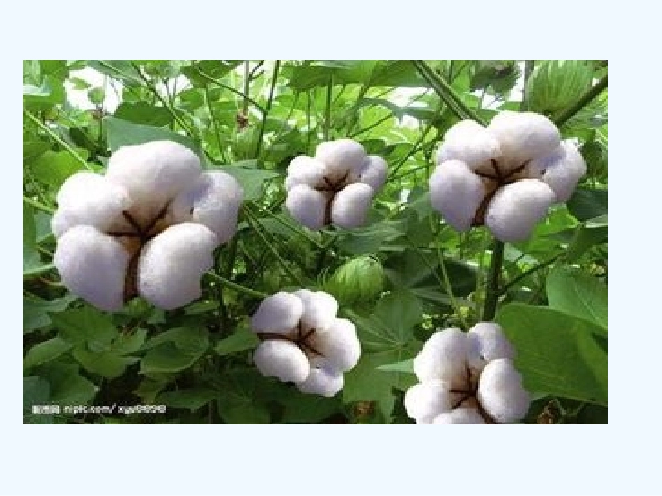 (部编)人教语文2011课标版一年级下册19---棉花姑娘_第1页