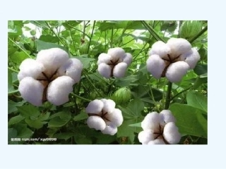 (部编)人教语文2011课标版一年级下册19---棉花姑娘