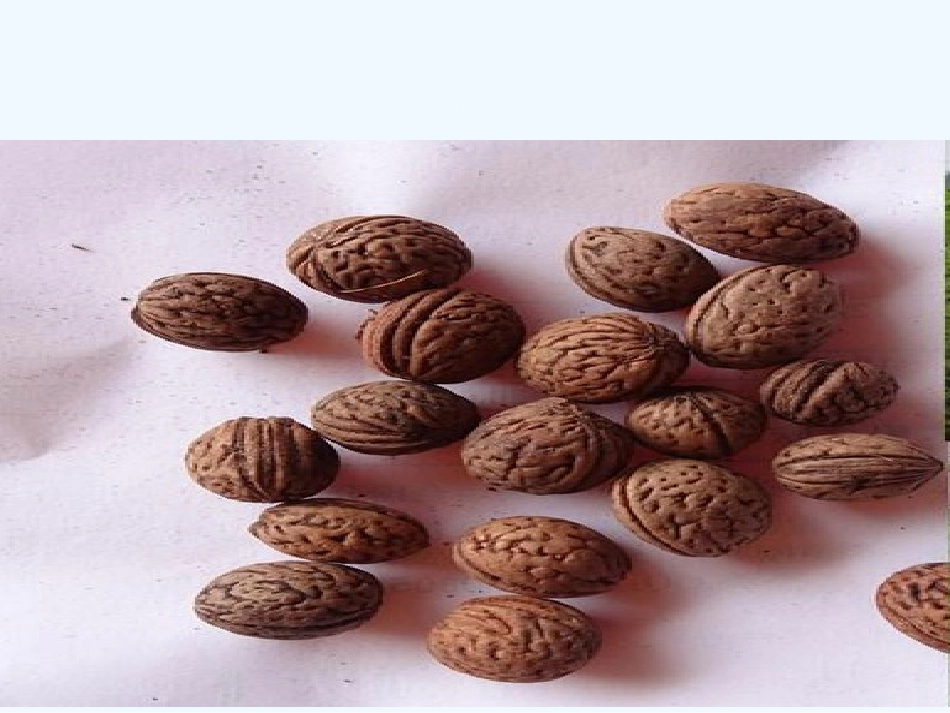 (部编)初中语文人教2011课标版七年级下册《一颗小桃树》-(3)_第3页