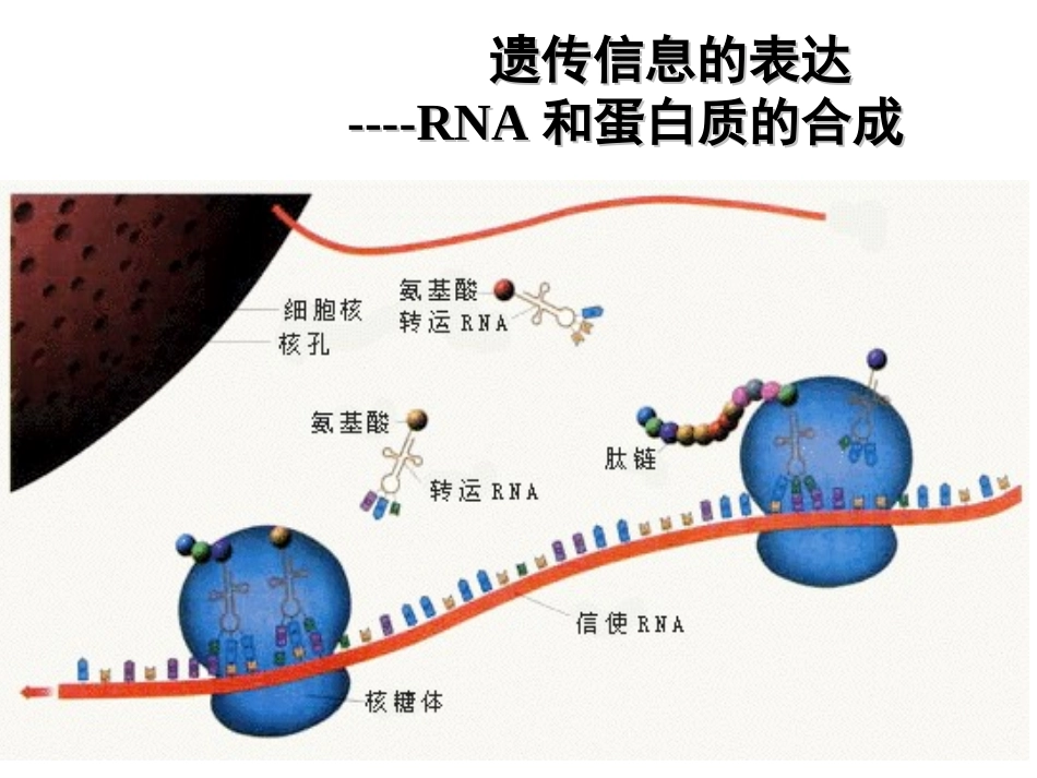 遗传信息的表达_第1页