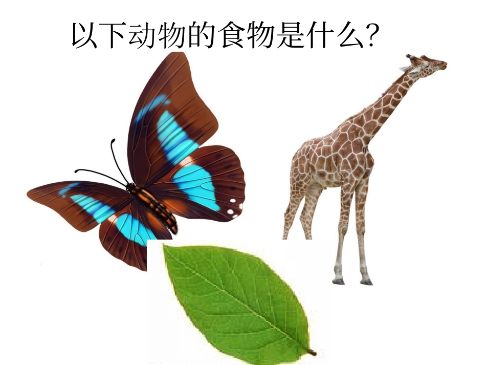 以下动物的食物是什么？_第1页