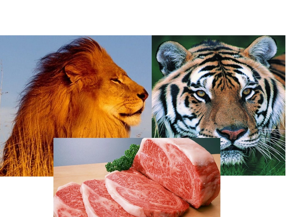 以下动物的食物是什么？_第2页