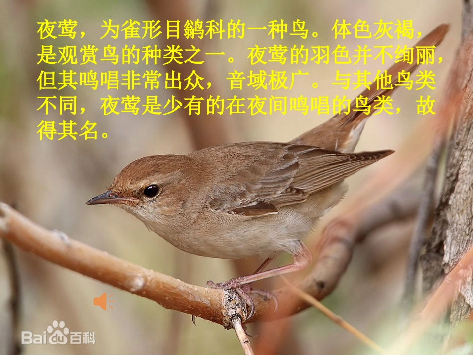 人教版四年级语文下册《夜莺的歌声》课件PPT_第3页