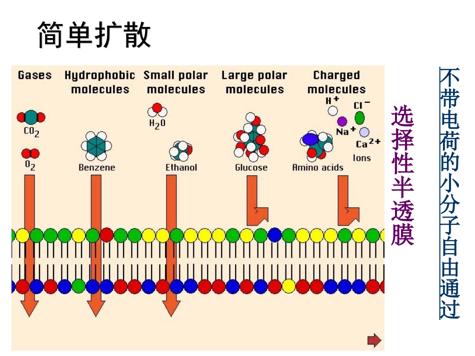 物质的跨膜运输与信号转导(一)_第3页