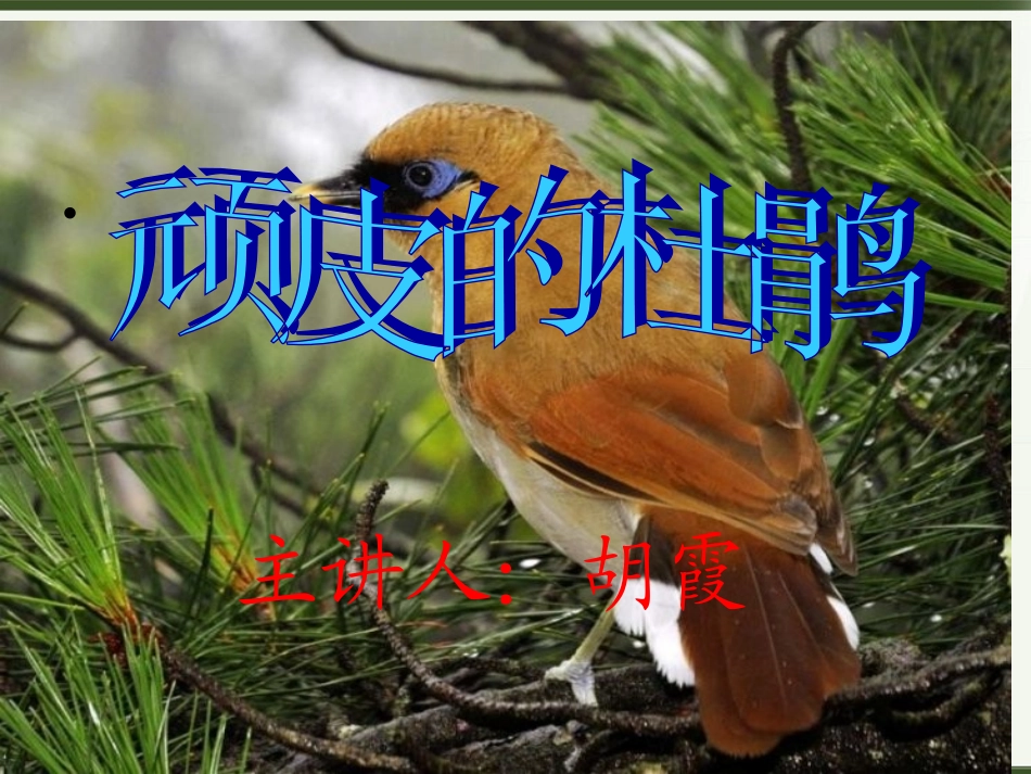 《顽皮的杜鹃》PPT课件_第1页