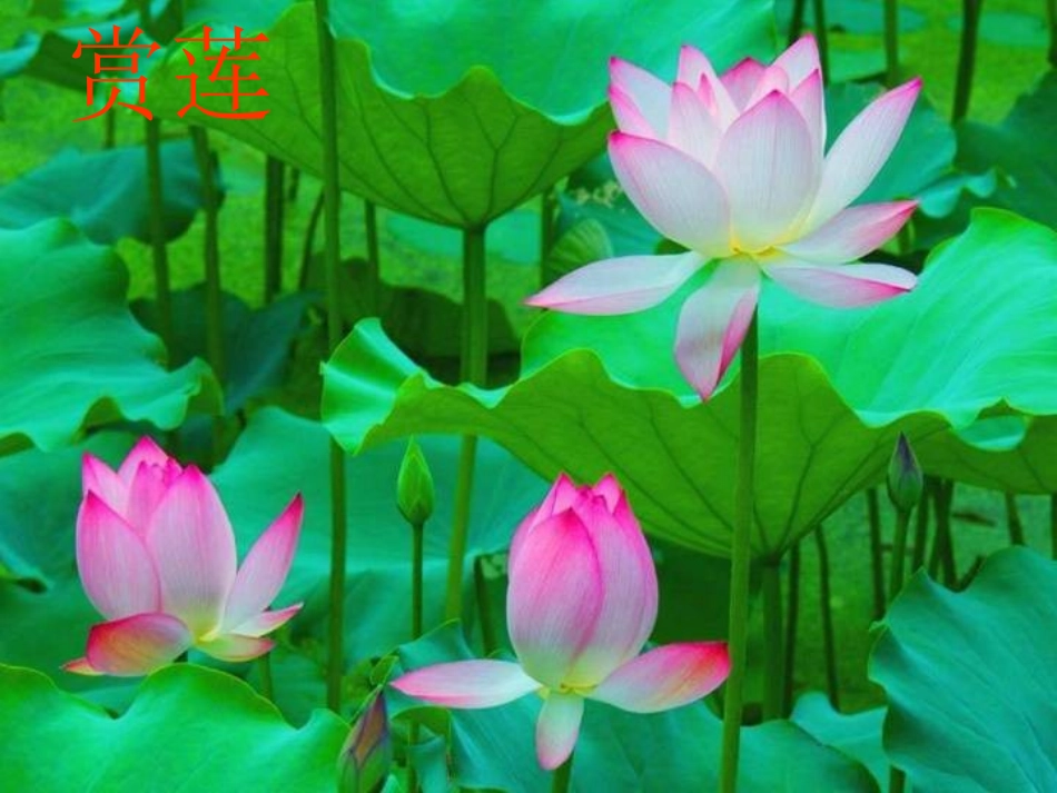 爱莲说111_第1页
