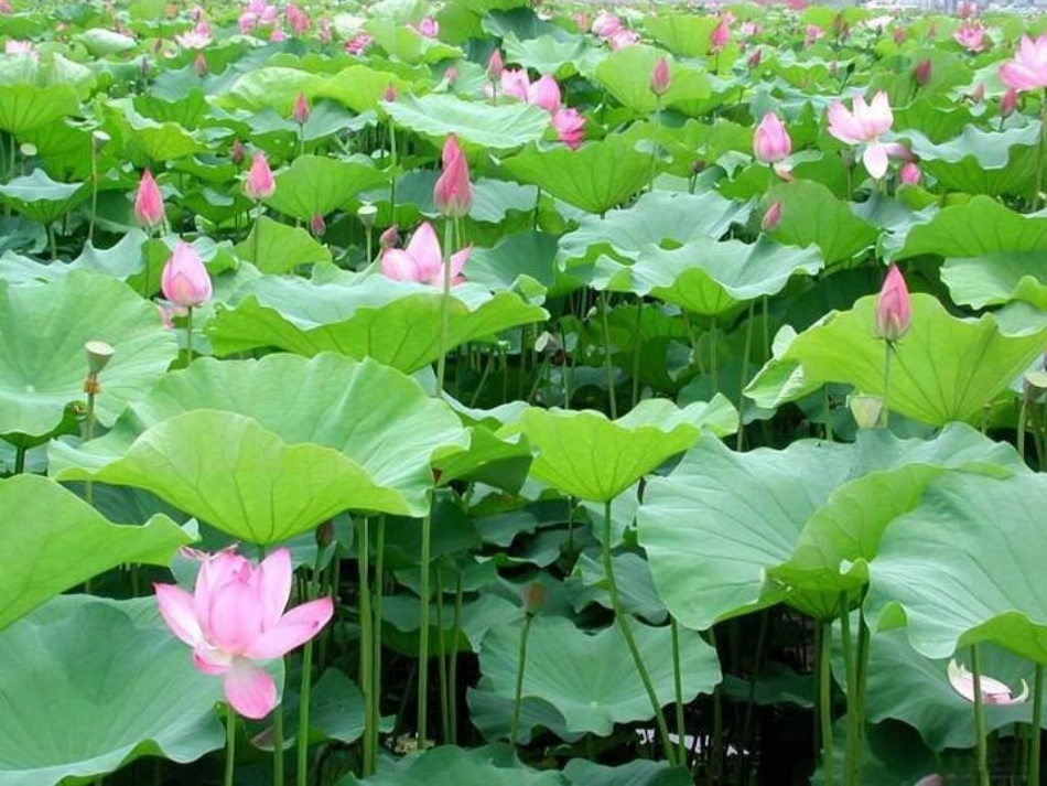 爱莲说111_第2页