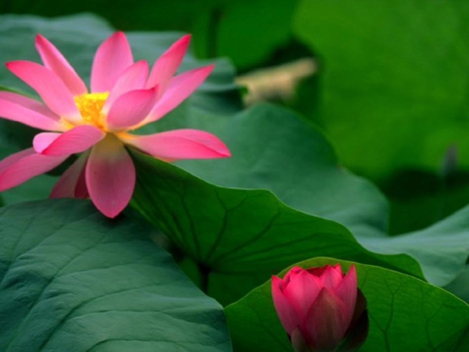 爱莲说111_第3页