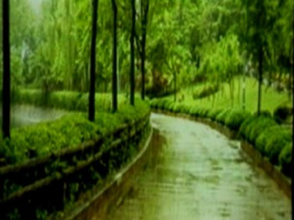 三年级语文秋天的雨_第2页