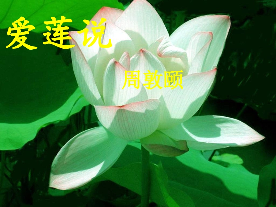 (部编)初中语文人教2011课标版七年级下册爱莲说课件-(7)_第1页