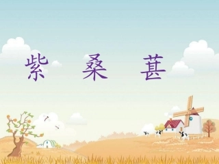 《紫桑葚》课件1