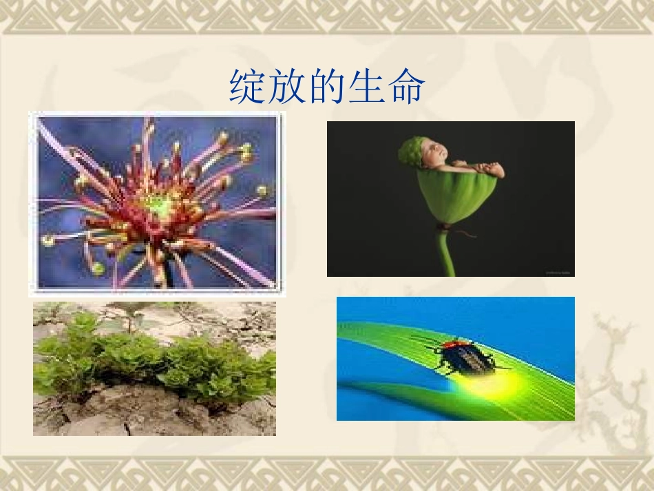 七年级语文短文两篇《蝉》《贝壳》PPT课件_第3页