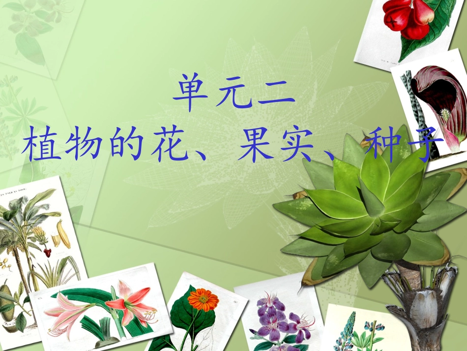 植物的花果实种子_第1页