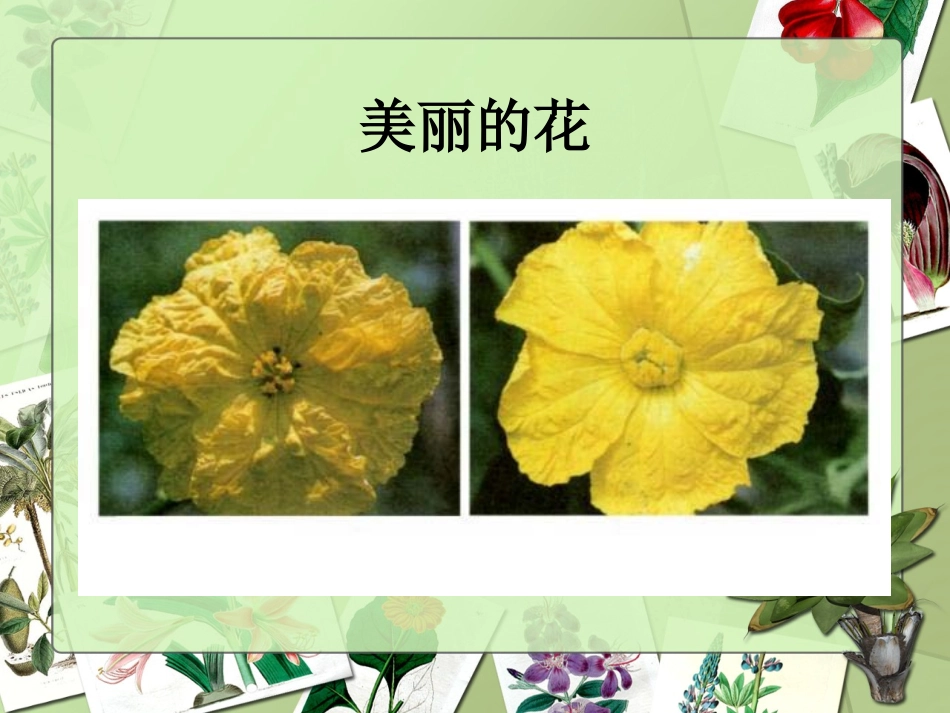 植物的花果实种子_第2页