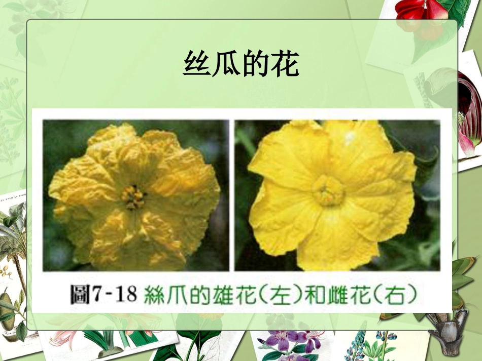 植物的花果实种子_第3页