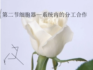 细胞器一课时