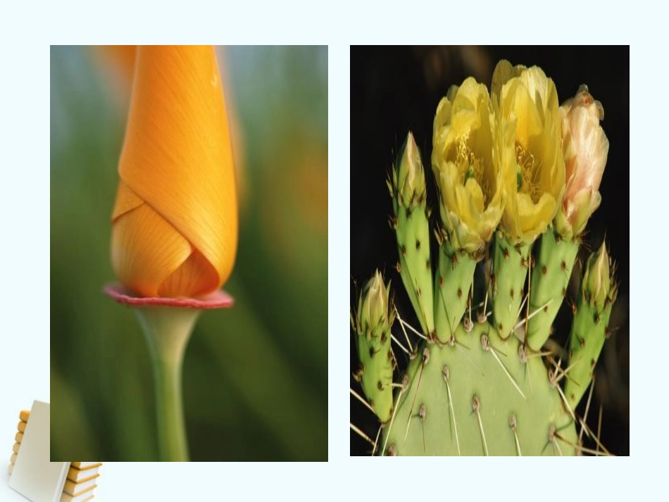 三年级科学上册-植物、动物、人-1课件-苏教版_第3页