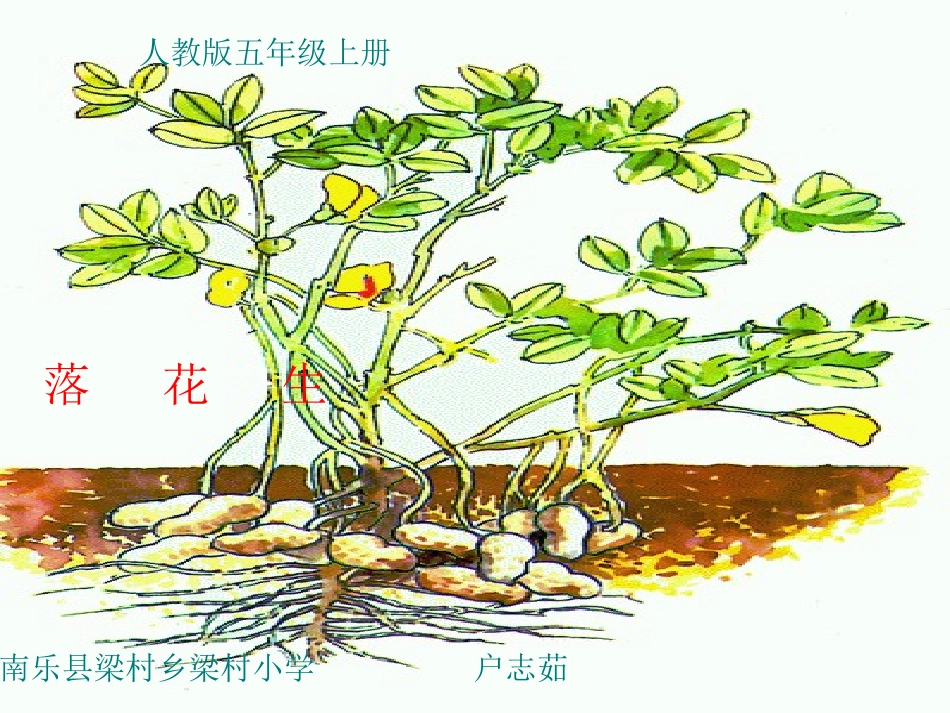 人教版公开课《落花生》课件4_第1页