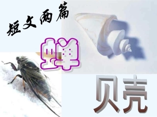 七年级语文上册 《短文两篇》(蝉,贝壳) 课件 人教新课标版