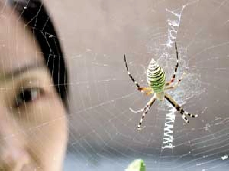 七年级语文下册 《蜘蛛》课件 河大版_第2页