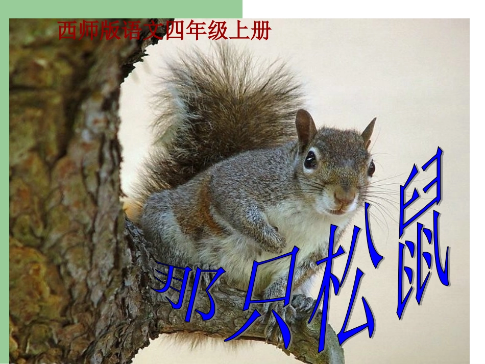 那只松鼠说课稿 (2)_第1页