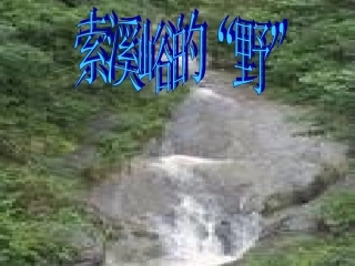 索溪峪的野2