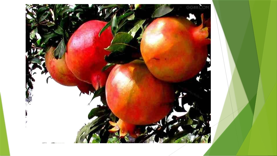 课件：收获的季节_第3页