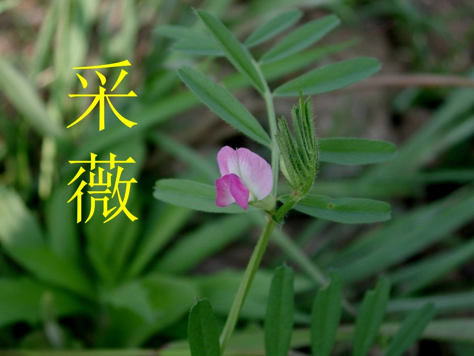 语文：2.4.2《采薇》课件（3）（新人教版必修2）我用_第1页