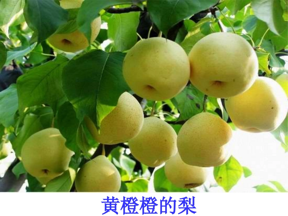 中班综合：秋天的画报_第3页