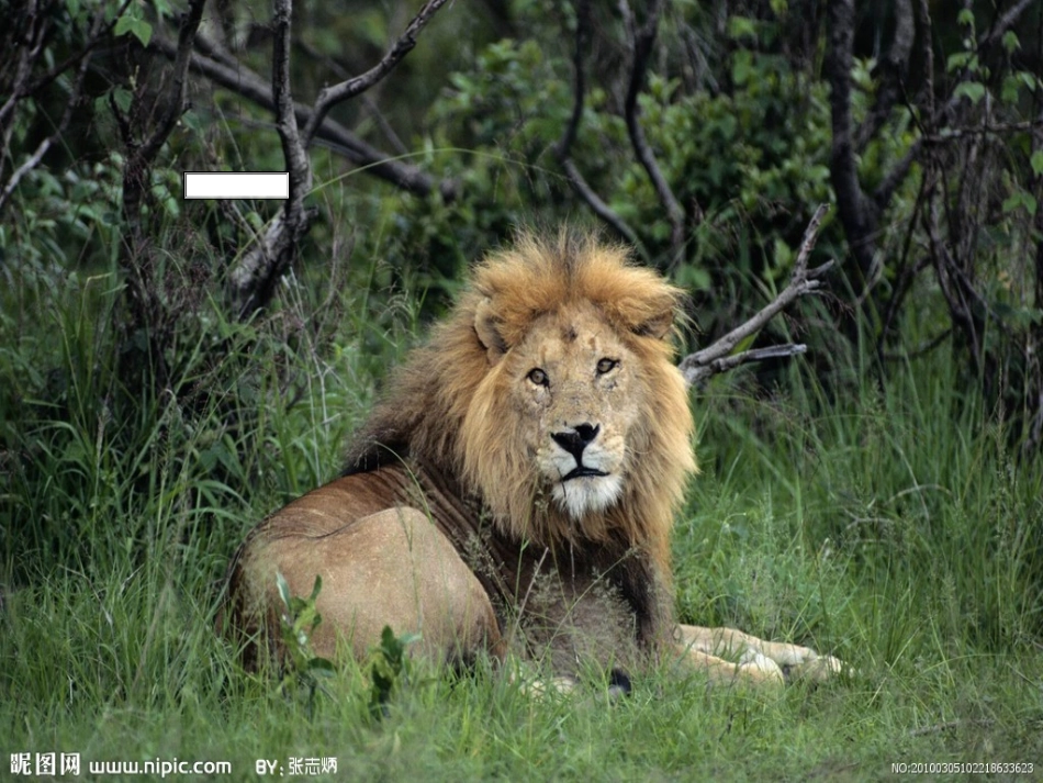 狮子和鹿 (3)_第2页