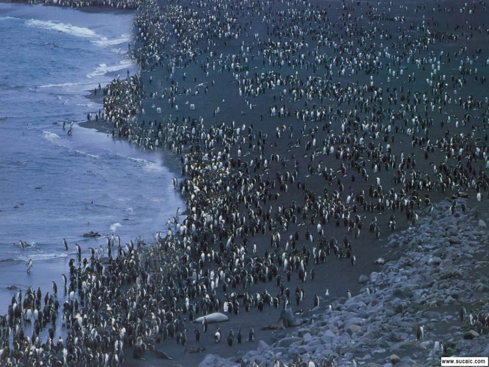 上课用_第4章第1节_种群的特征_第2页