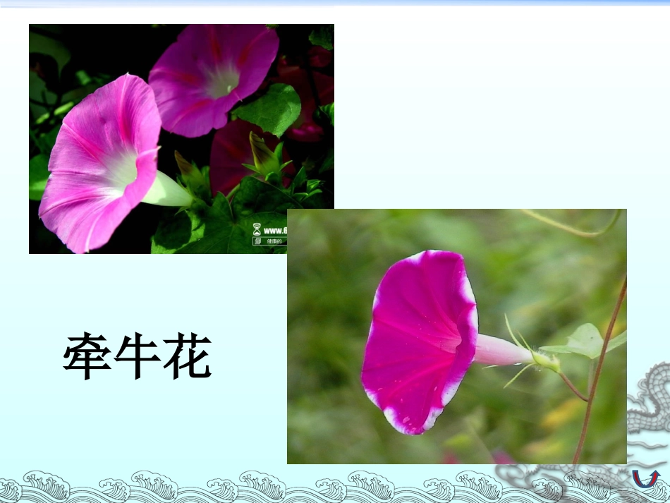 三年级上语文课件-花钟-人教新课标版_第1页