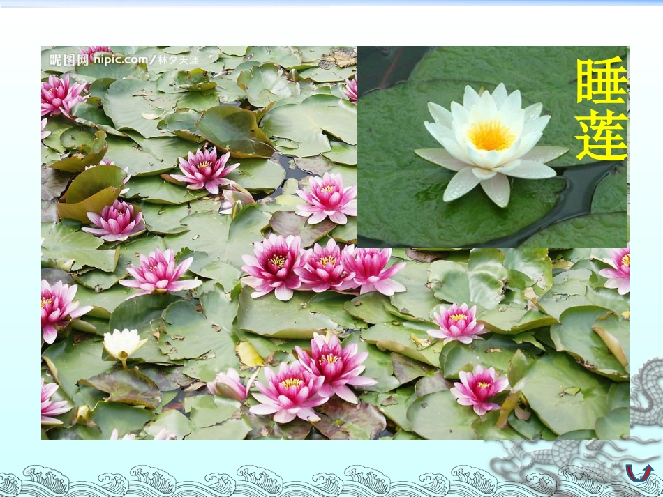 三年级上语文课件-花钟-人教新课标版_第3页