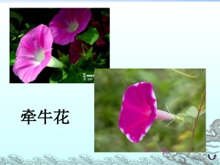 三年级上语文课件-花钟-人教新课标版