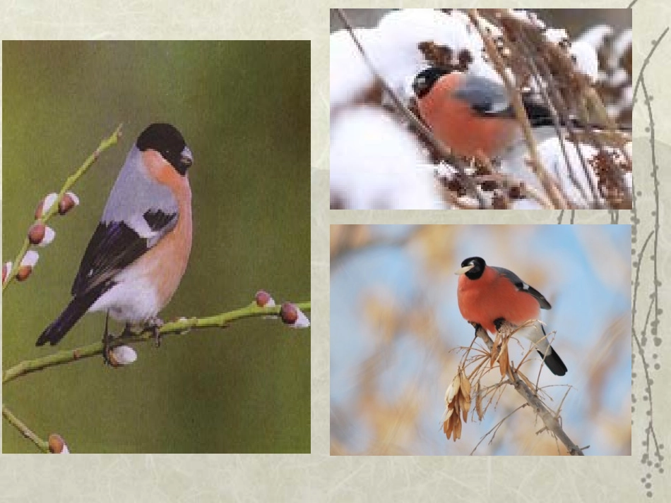 制作：灰雀2_第2页