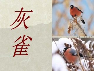制作：灰雀2