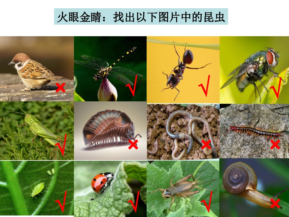 六下一2放大镜下的昆虫世界_第2页
