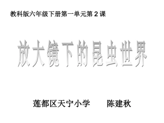 六下一2放大镜下的昆虫世界