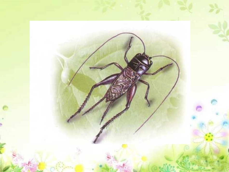 蟋蟀的住宅-PPT课件_第3页