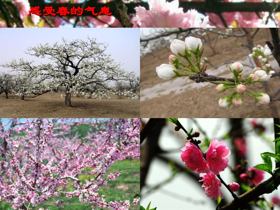 徐占梅《春》课件_第1页