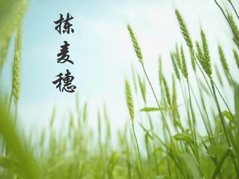 七年级语文上册 第7课《拣麦穗》课件 冀教版_第1页