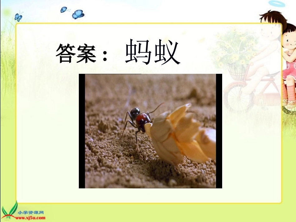 三年级科学上册课件_蚂蚁_第3页