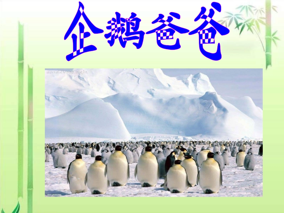 企鹅爸爸课件_第1页