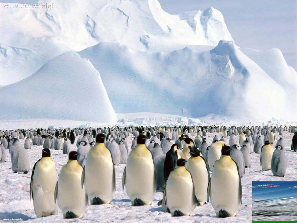 企鹅爸爸课件_第2页