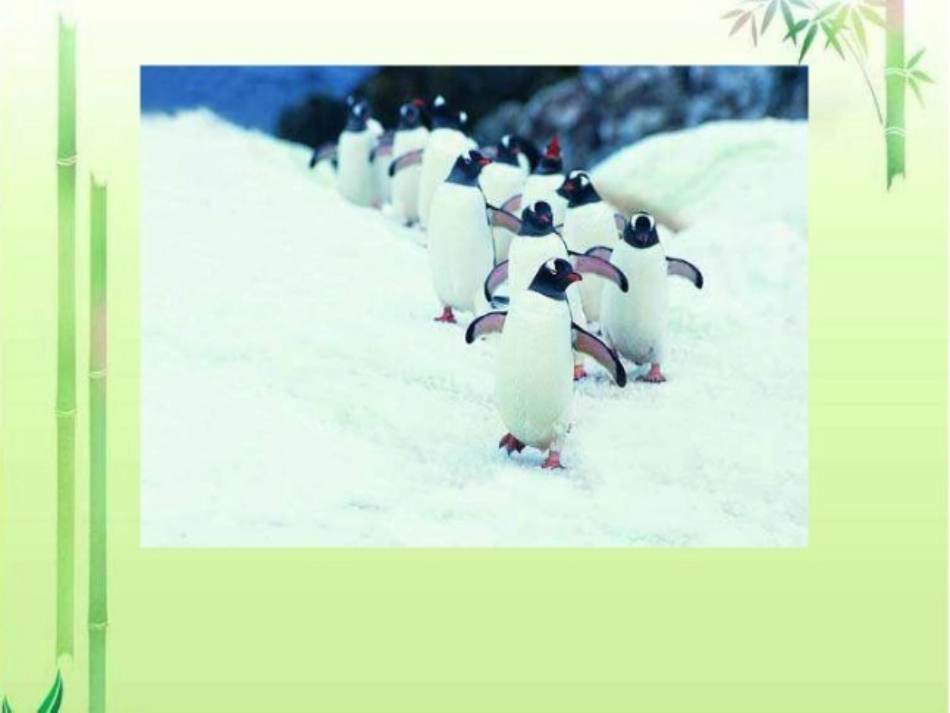 企鹅爸爸课件_第3页