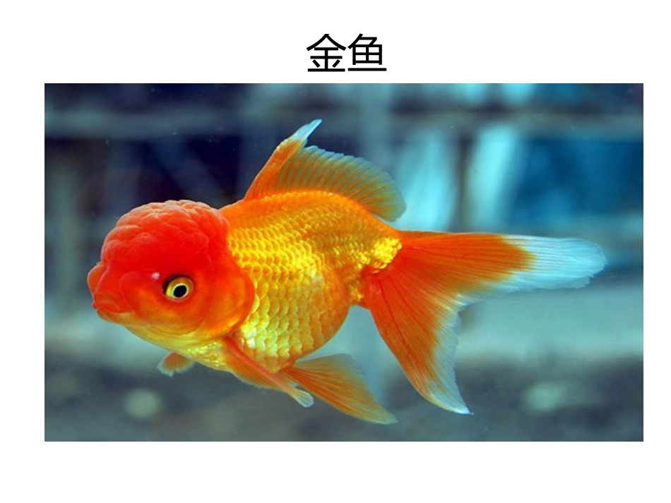 捉小鱼幻灯片_第2页