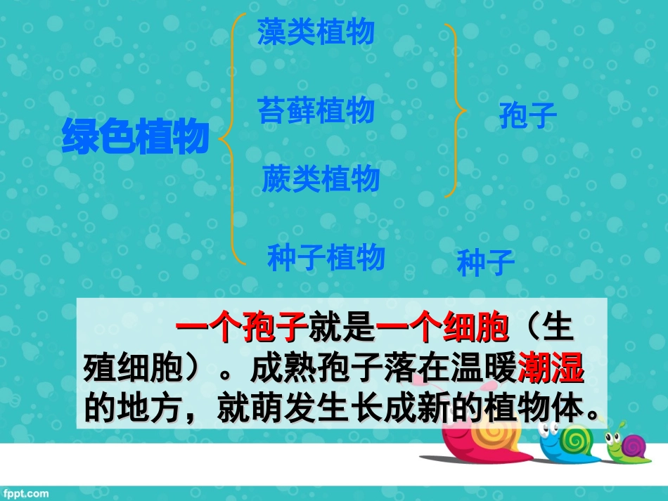 七年级3-1-1藻类、苔藓和蕨类植物1_第3页